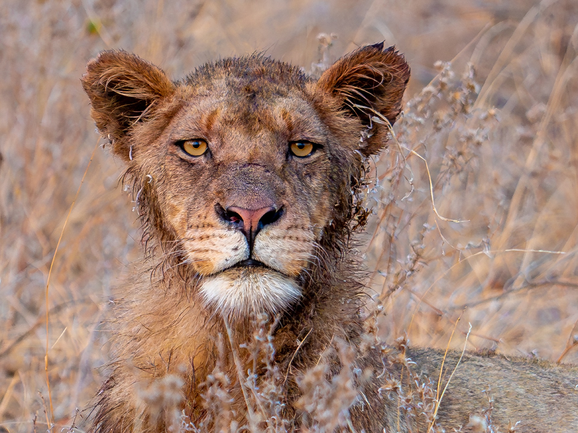Wildlife