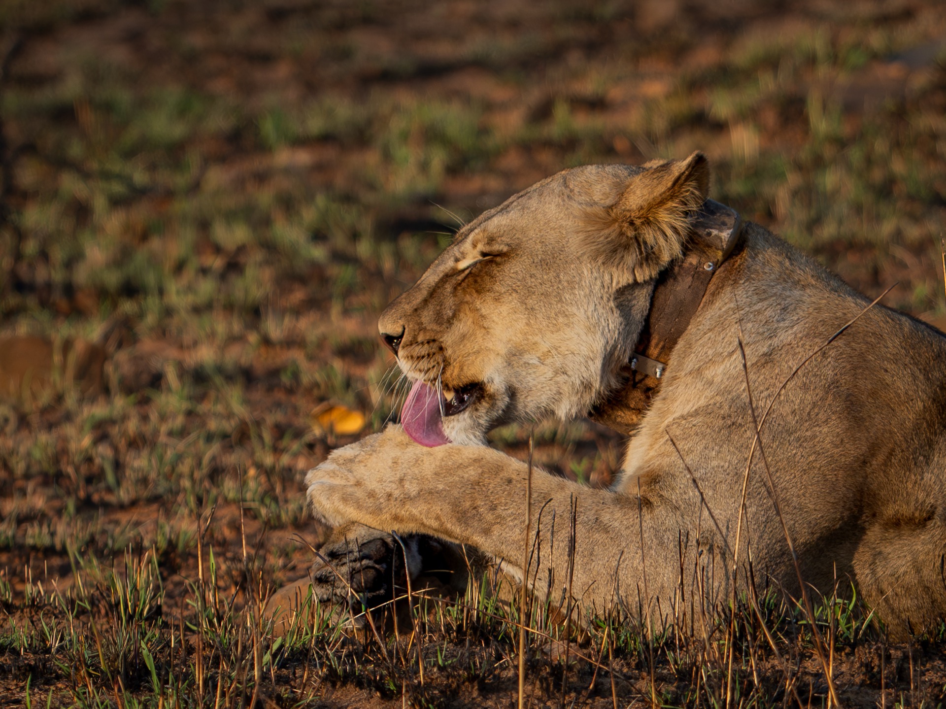 Wildlife