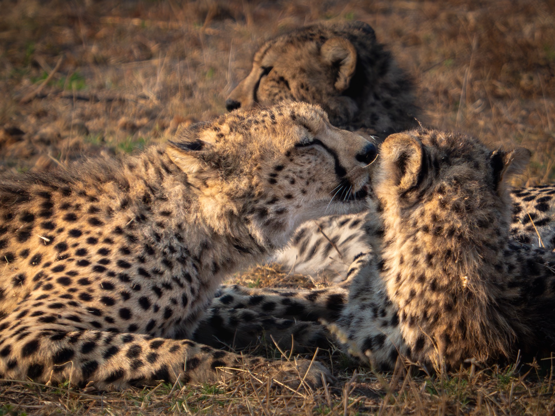 Wildlife